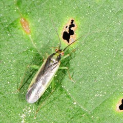 Orthotylus