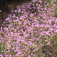 Clarkia cylindrica
