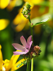 Sidalcea oregana calva