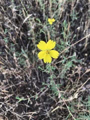 Calycadenia truncata