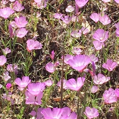 Clarkia cylindrica
