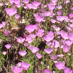 Clarkia cylindrica