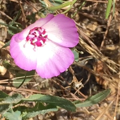 Clarkia cylindrica