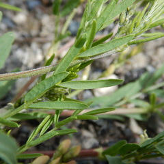 Astragalus tenellus