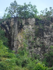 Clusia