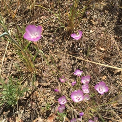 Clarkia cylindrica