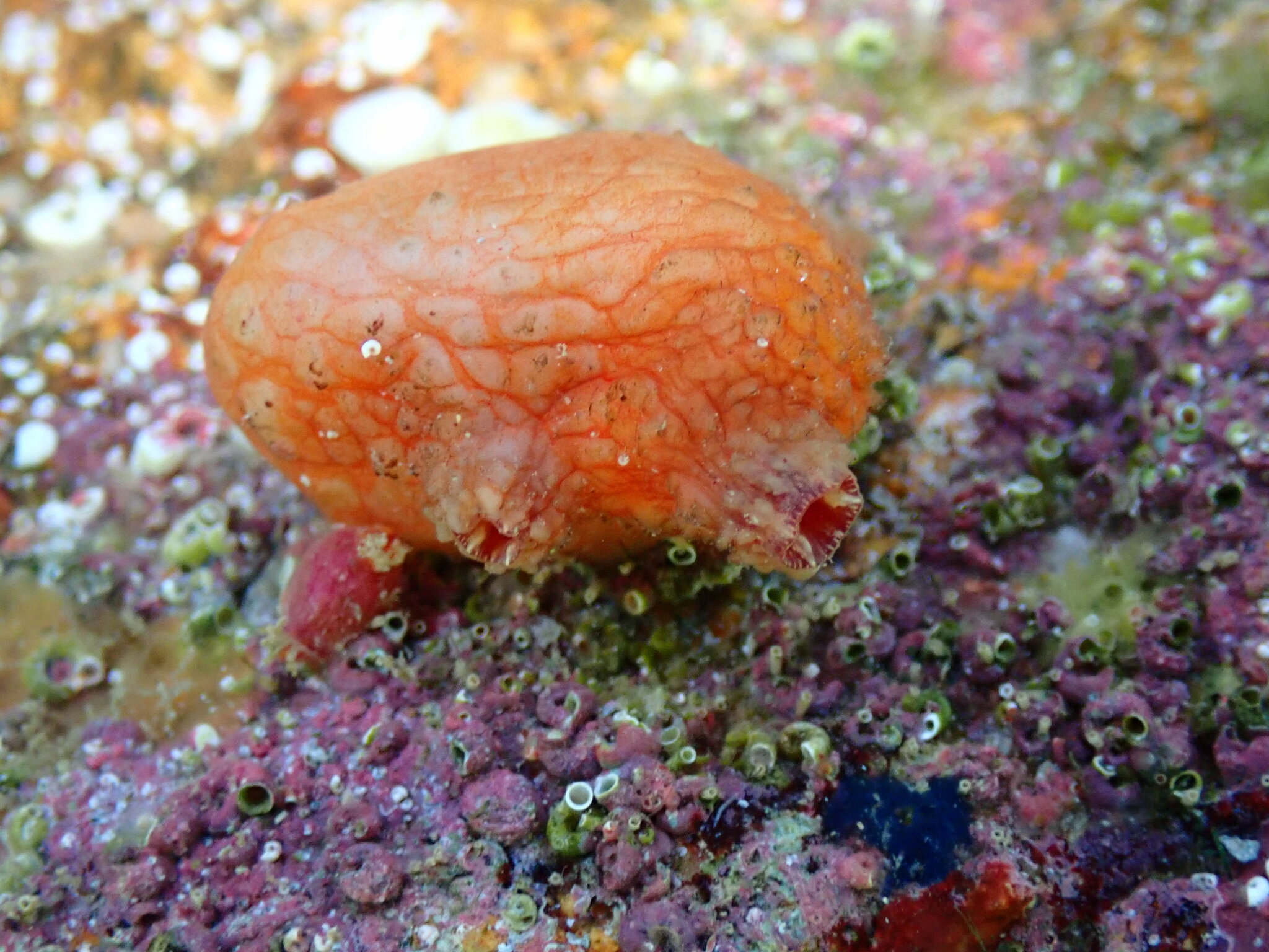 Asterocarpa humilis (Heller, 1878)