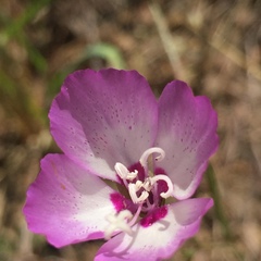 Clarkia cylindrica
