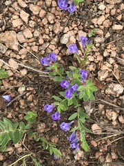 Scutellaria brittonii