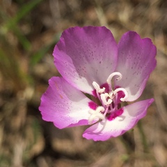 Clarkia cylindrica