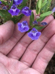 Scutellaria brittonii