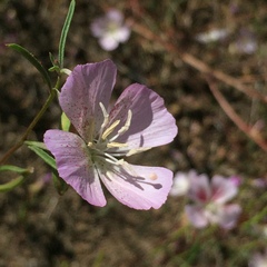Clarkia cylindrica