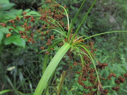 Scirpus wichurae iNat (2)