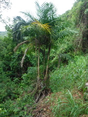 Arecaceae