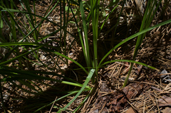 Carex alma