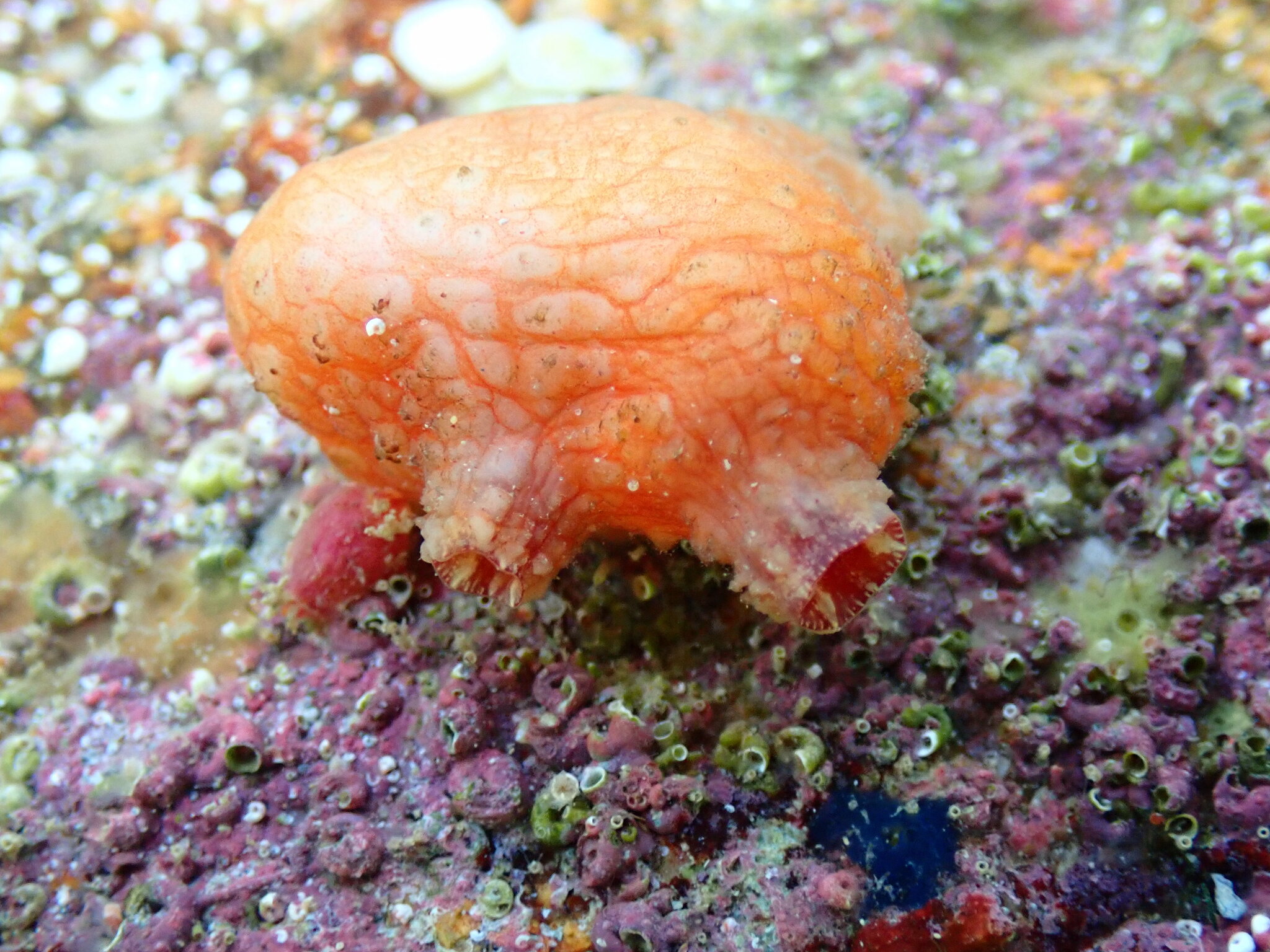 Asterocarpa humilis (Heller, 1878)