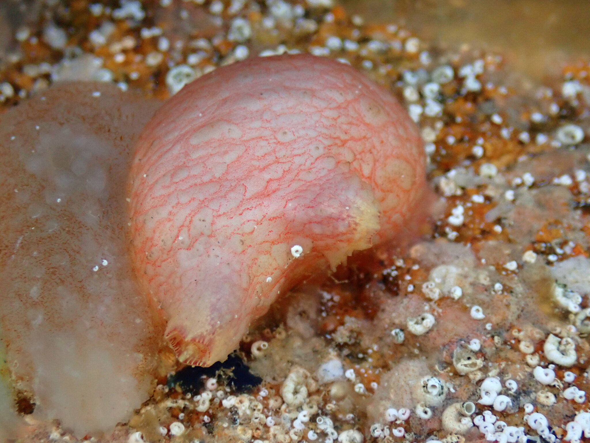 Asterocarpa humilis (Heller, 1878)