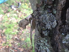 Trogolegnum pseudambulyx