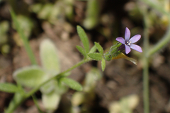 Allophyllum gilioides violaceum