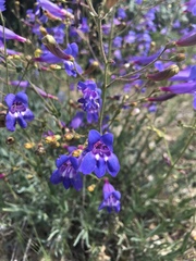 Penstemon heterodoxus