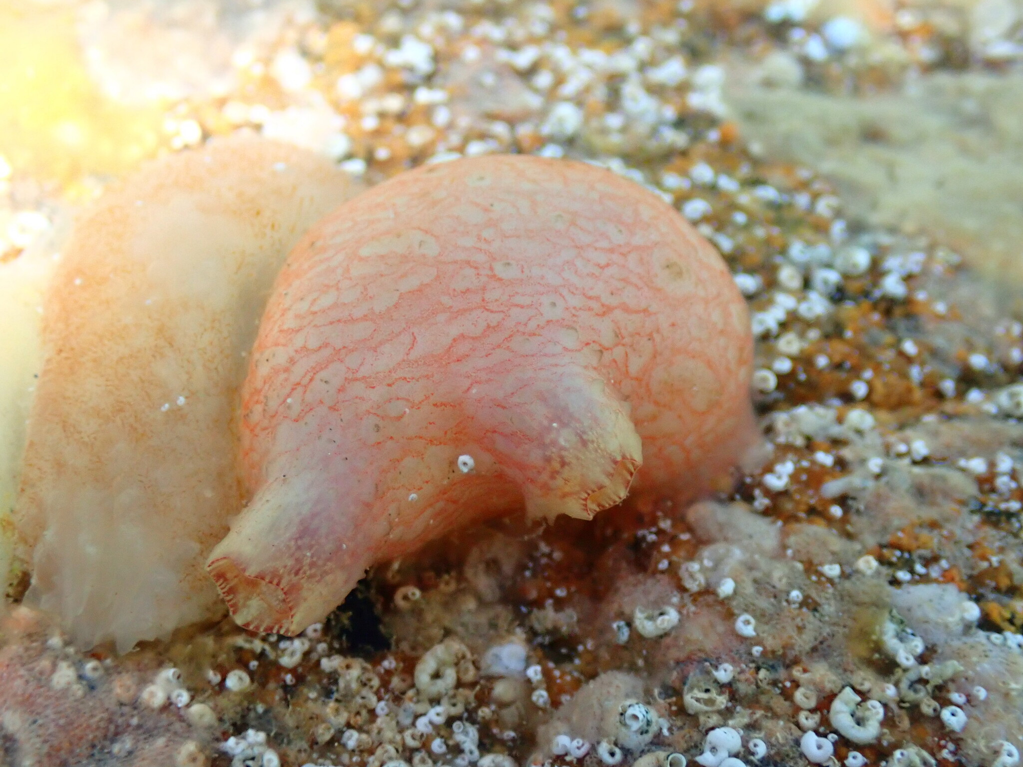 Asterocarpa humilis (Heller, 1878)