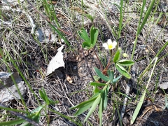 Fragaria virginiana glauca