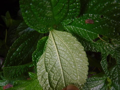 Pilea