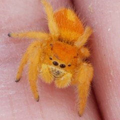 Phidippus nikites