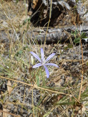 Brodiaea minor