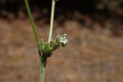 Cryptantha simulans