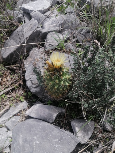 Coryphantha octacantha
