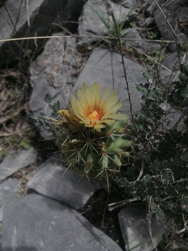 Coryphantha octacantha