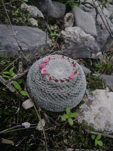 Mammillaria perbella