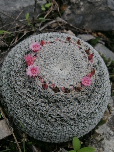 Mammillaria perbella