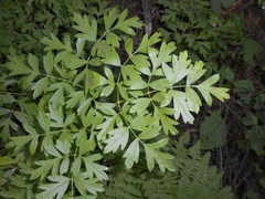 Ligusticum