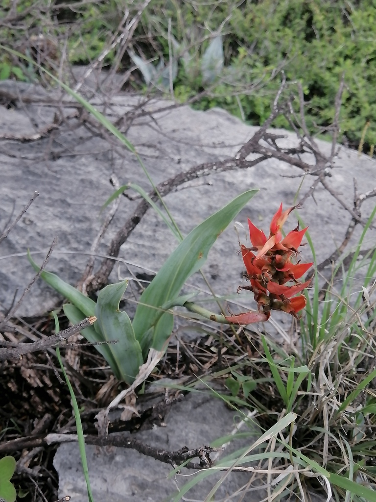 Dichromanthus yucundaa
