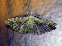 Alucita adriendenisi