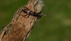 Coptocercus rubripes
