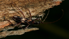 Coptocercus rubripes