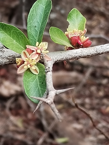 Castela coccinea (Castela coccinea)
