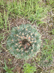Coryphantha ottonis