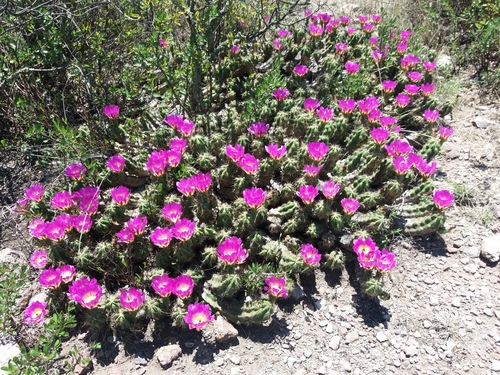 Echinocereus cinerascens