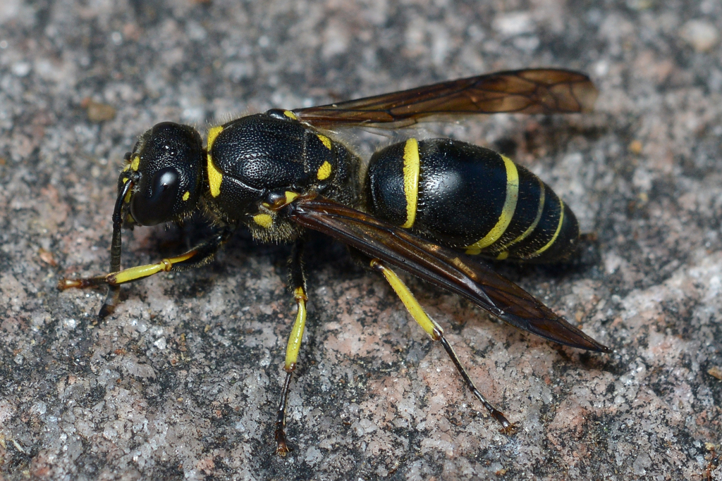 Lobed Mason Wasp