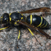 Ancistrocerus antilope - Photo (c) Ryan Hodnett, algunos derechos reservados (CC BY-SA)