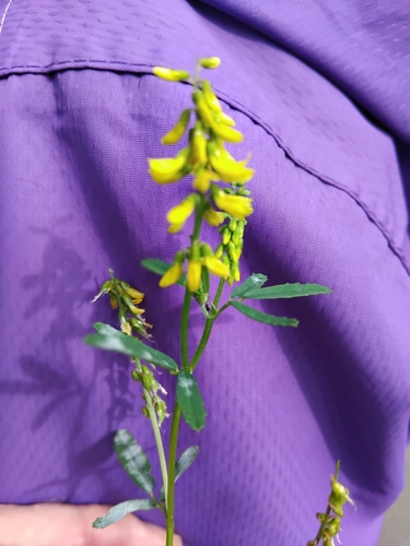Image of Melilotus altissimus by (c) Owen and Carol Fawcett., some rights reserved (CC BY)