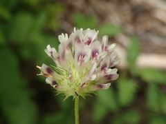 Trifolium obtusiflorum