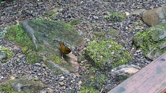 Liocichla steerii