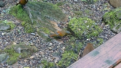 Liocichla steerii