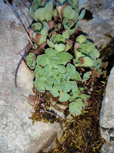 Image of Rosularia libanotica by (c) Umut Nuri Erdoğan, some rights reserved (CC BY)