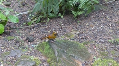 Liocichla steerii